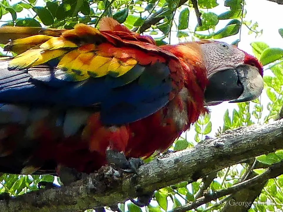 Scarlet macaw Costa Rica by George Sranko