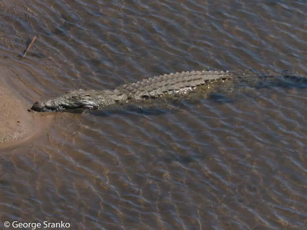 Nile crocodile resting on riverbank in Kruger National Park.