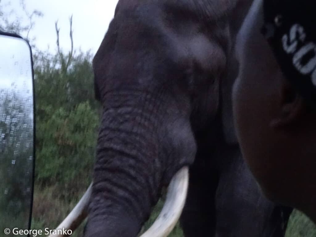 Bull elephant in musth beside safari vehicle, Kruger NP
