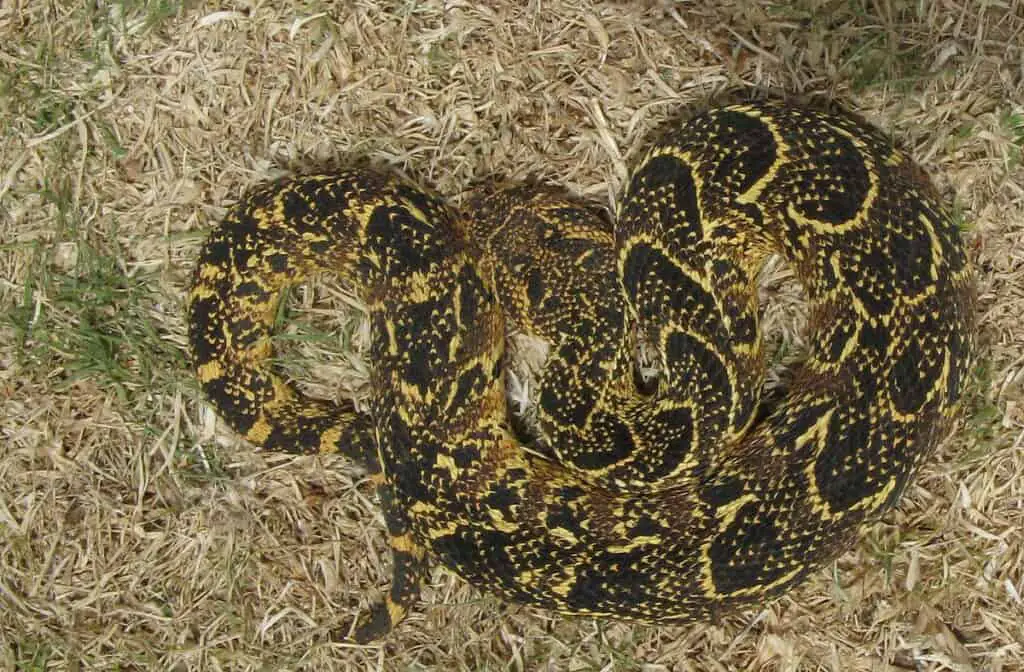 Photo of venomous snake - the puff adder.