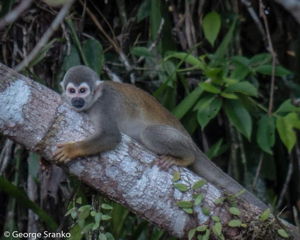 Squirrel monkey in Amazon rainforest, La Selva Lodge, Ecuador
