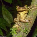 Tree frog in Amazon rainforest, Ecuador
