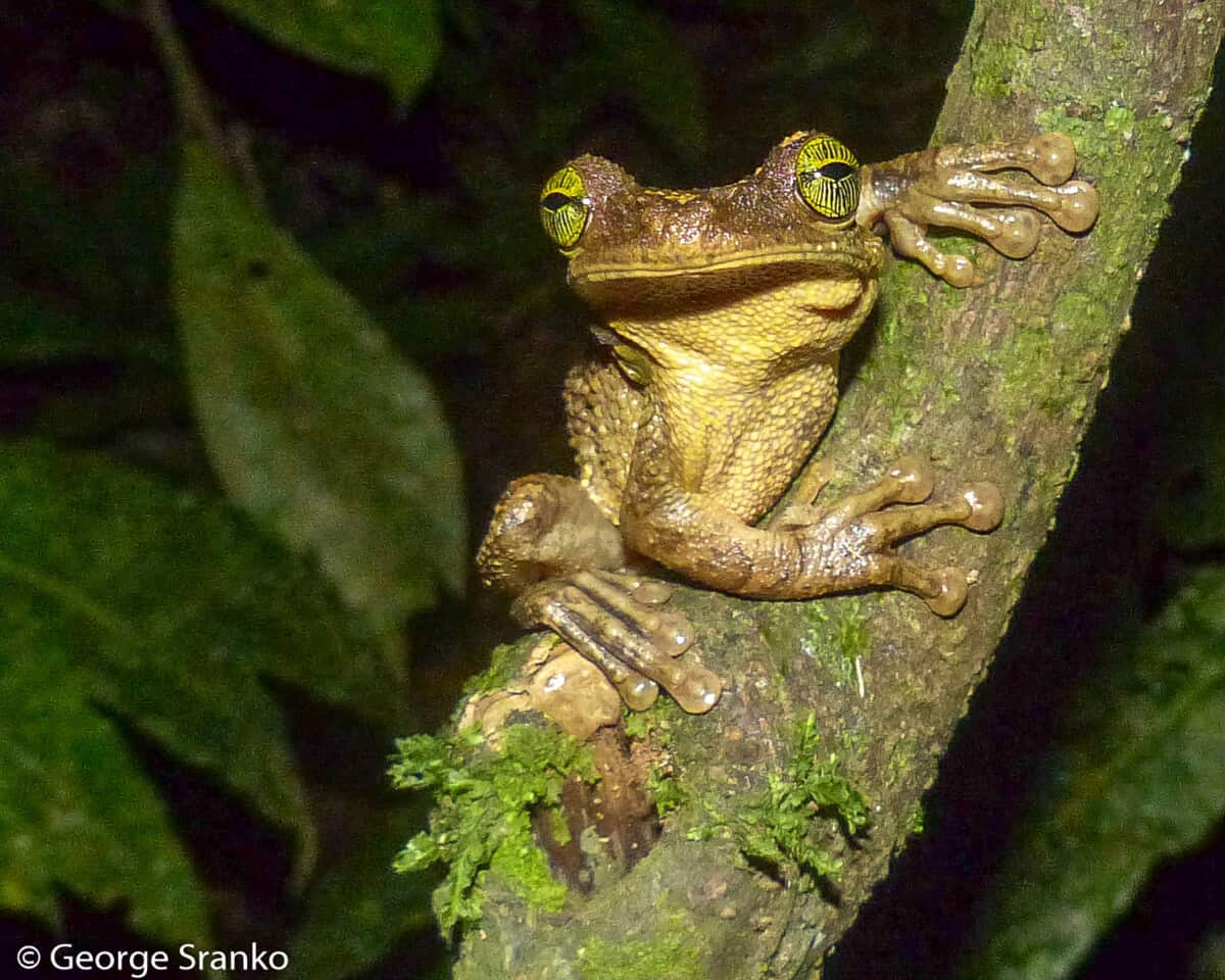 Tree frog in Amazon rainforest, Ecuador
