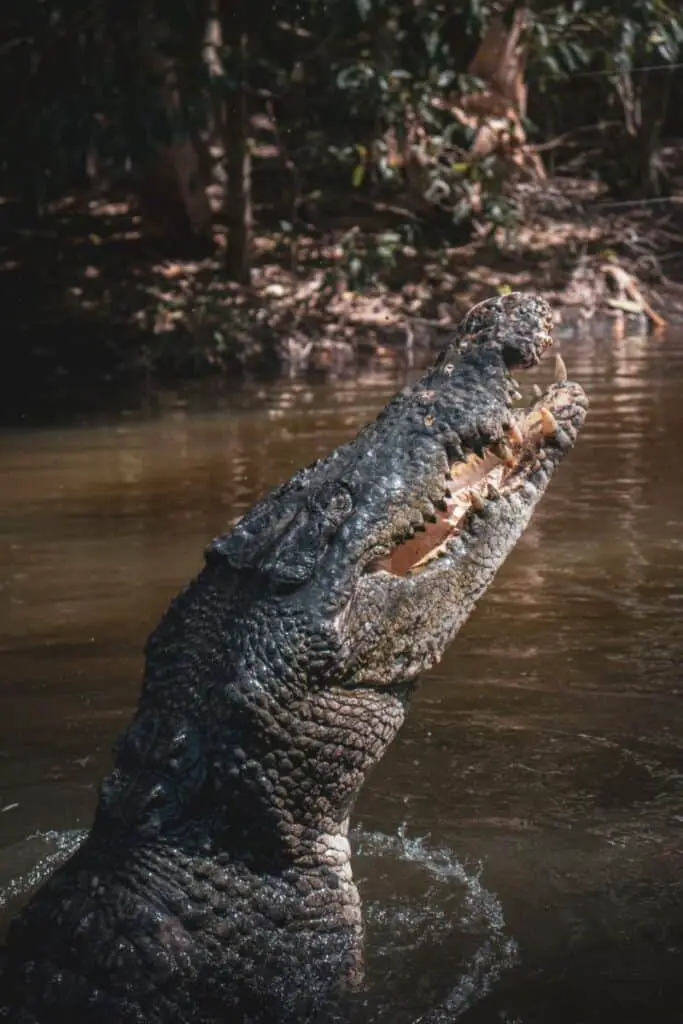 Photo of big saltwater crocodile with gaping mouth and big teeth 