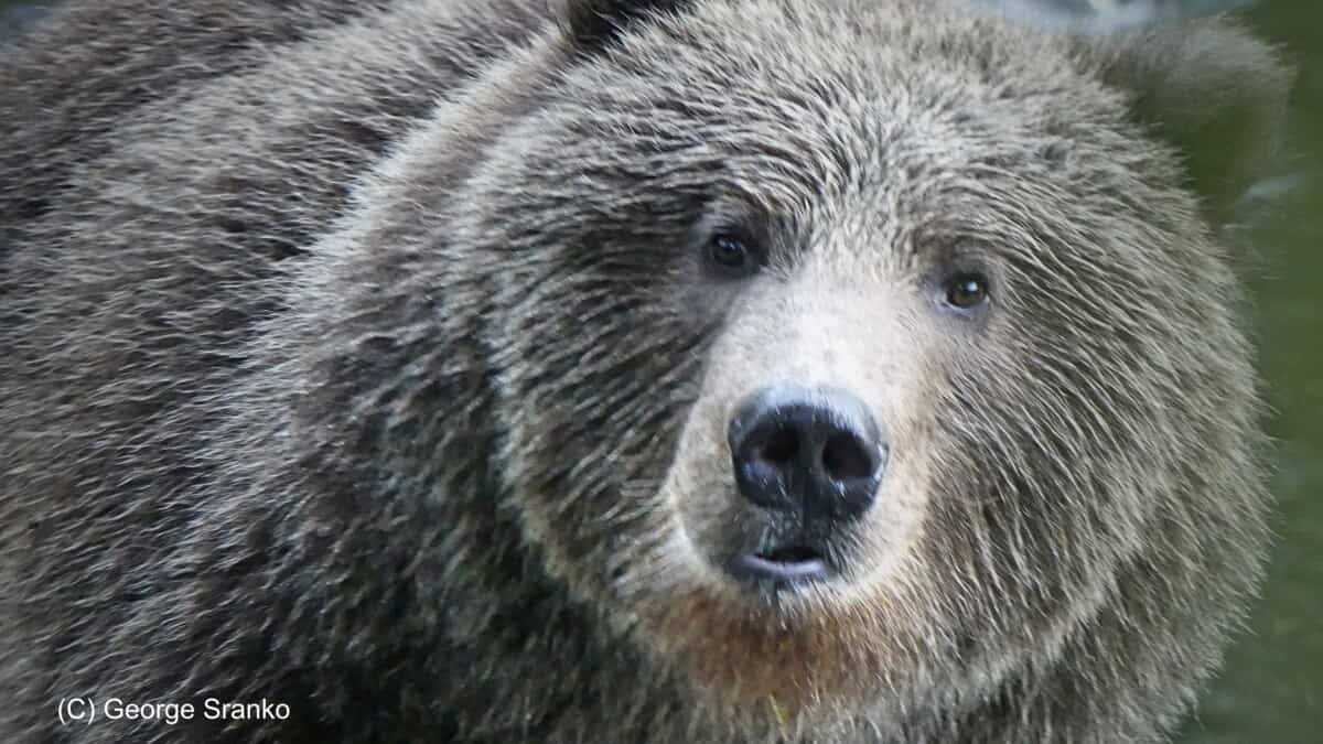 Kodiak bear up close, Kodiak Alaska