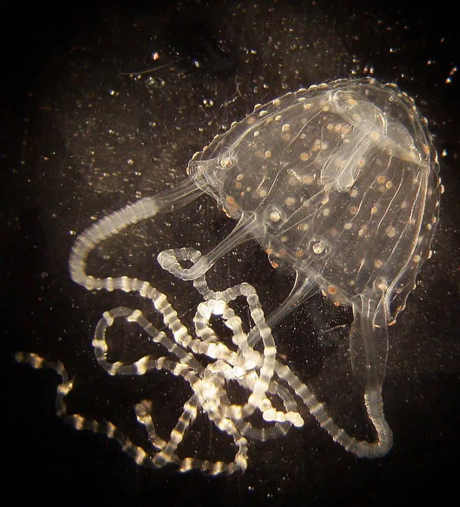 Photo of Irukandji jellyfish Carukia barnesi.