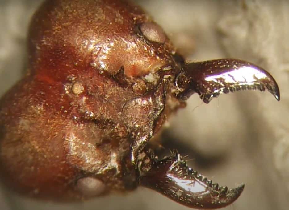 Razor sharp mandibles of Leaf cutter ant
