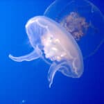 Jellyfish nervous system