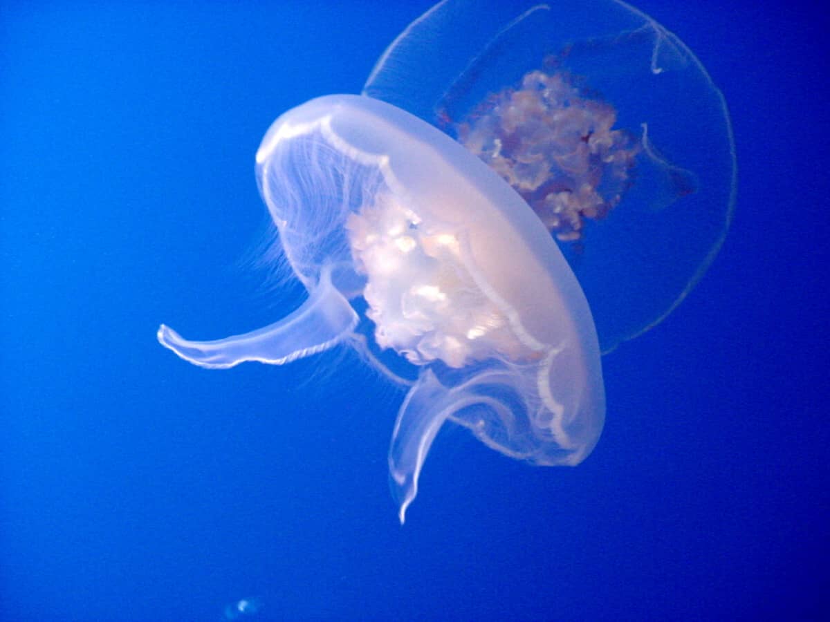 Jellyfish nervous system