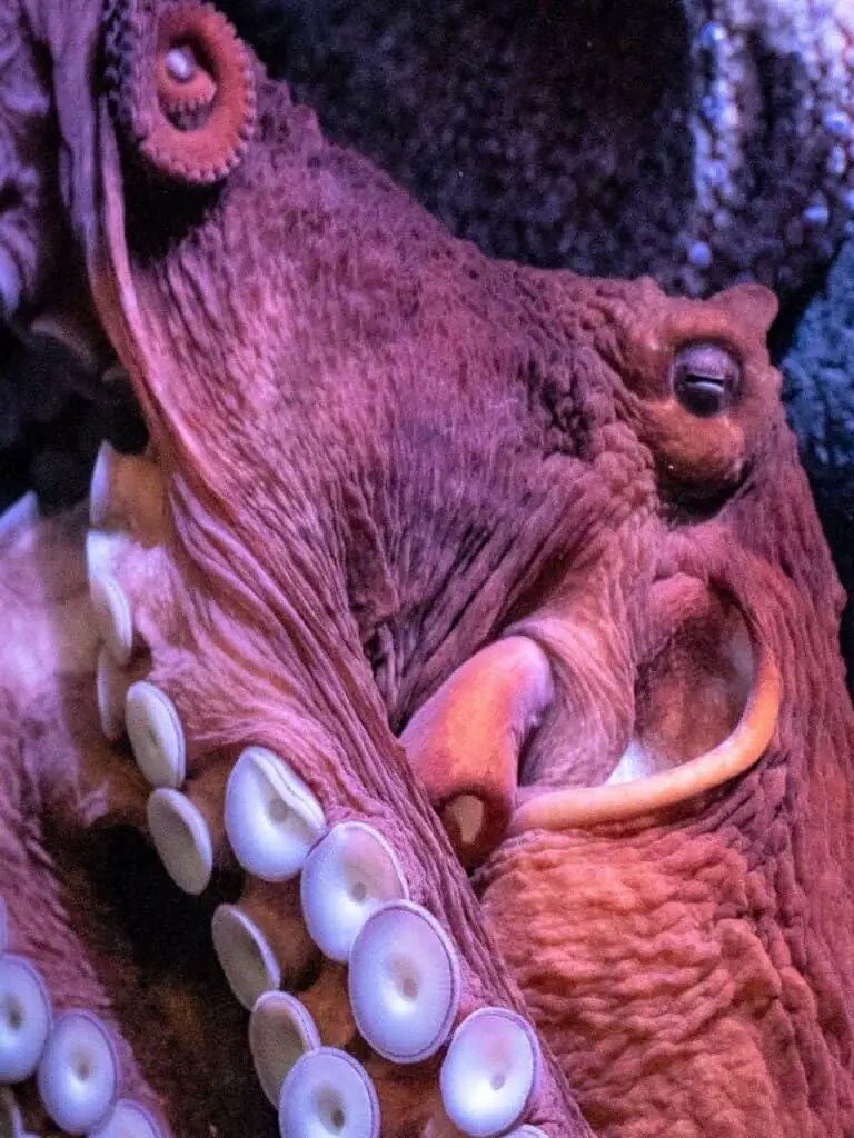 Octopus tending her eggs