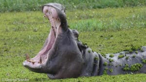 A hippopotamus, aggressive in nature, with its mouth wide open, lying in a pond covered with green vegetation.