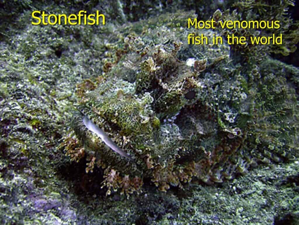 Photo of stonefish blending into coral and sand