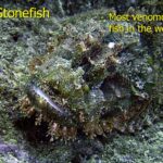 Photo of stonefish blending into coral and sand