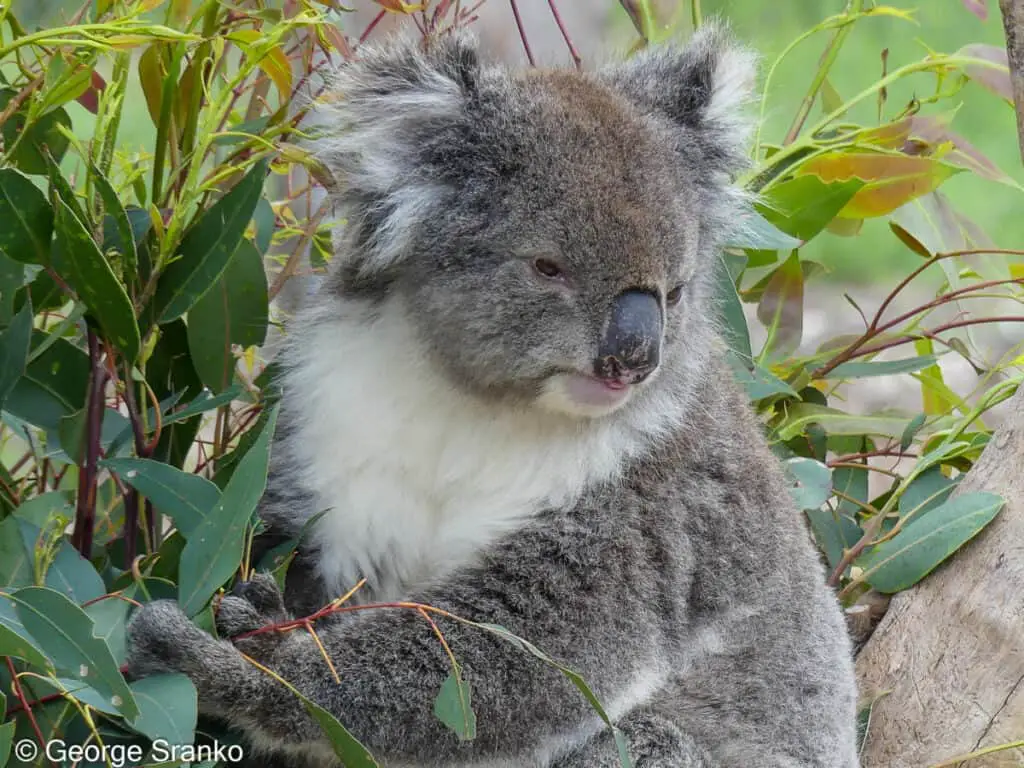 Koala have small brains to save energy