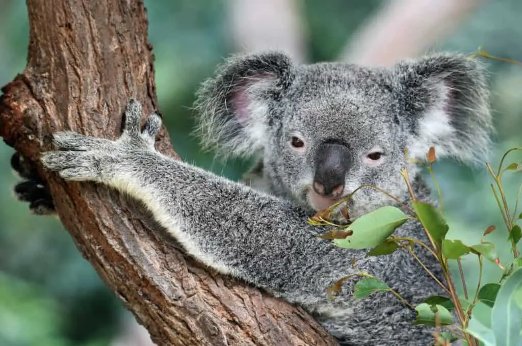 Friendly Koala 