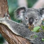 Is Koala dumbest mammal?