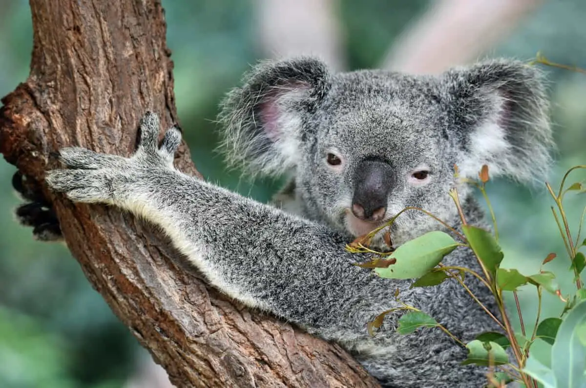 Is Koala dumbest mammal?