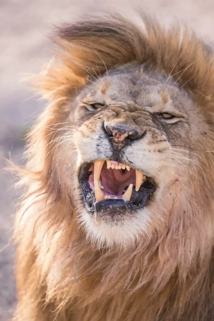 Photo of male lion