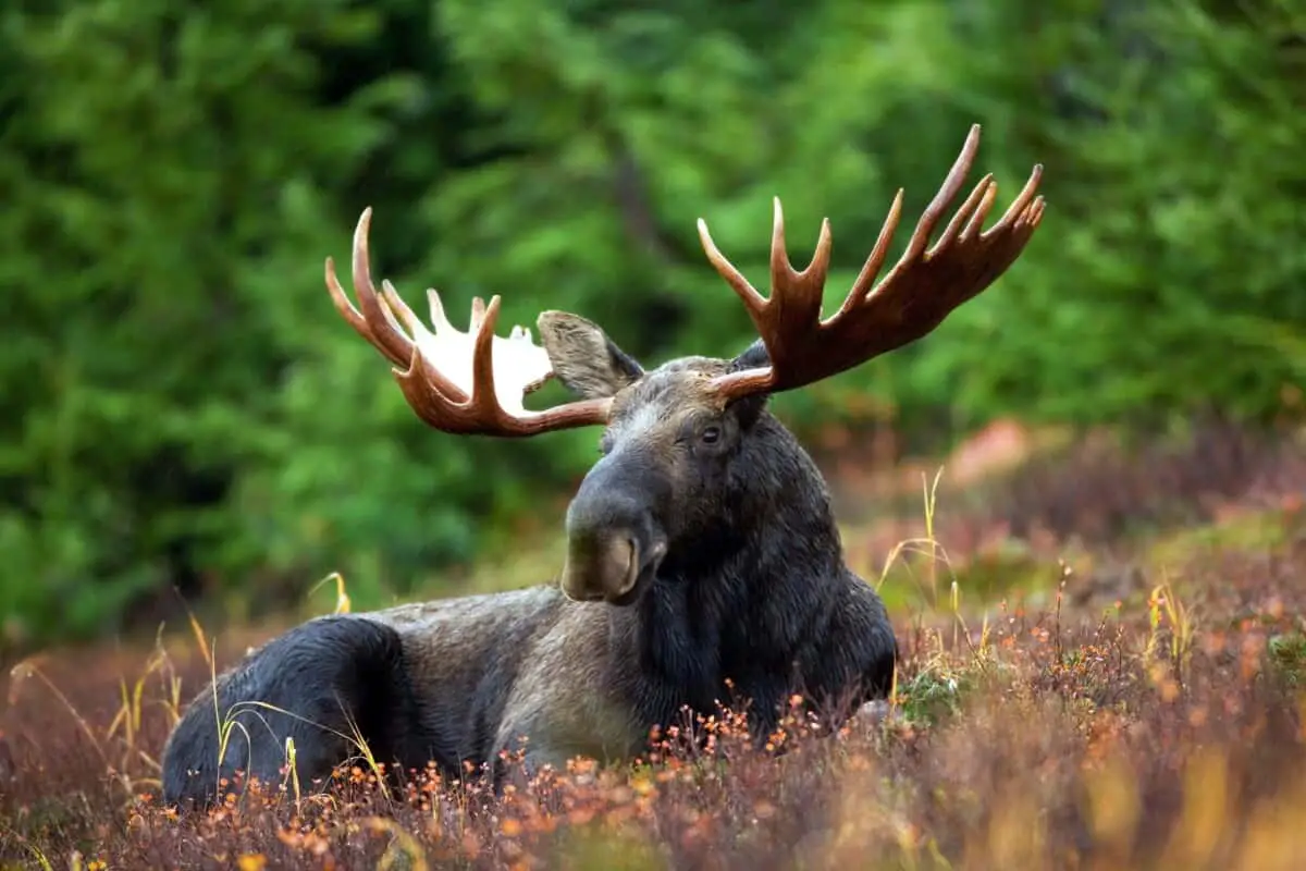 Wolves & Moose of Isle Royale: Ecosystem Effects of Moose