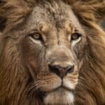 lion mane close up