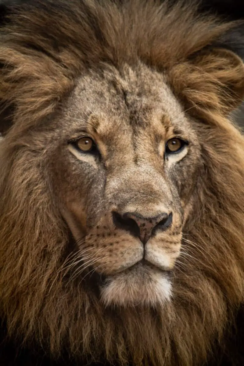 lion mane close up