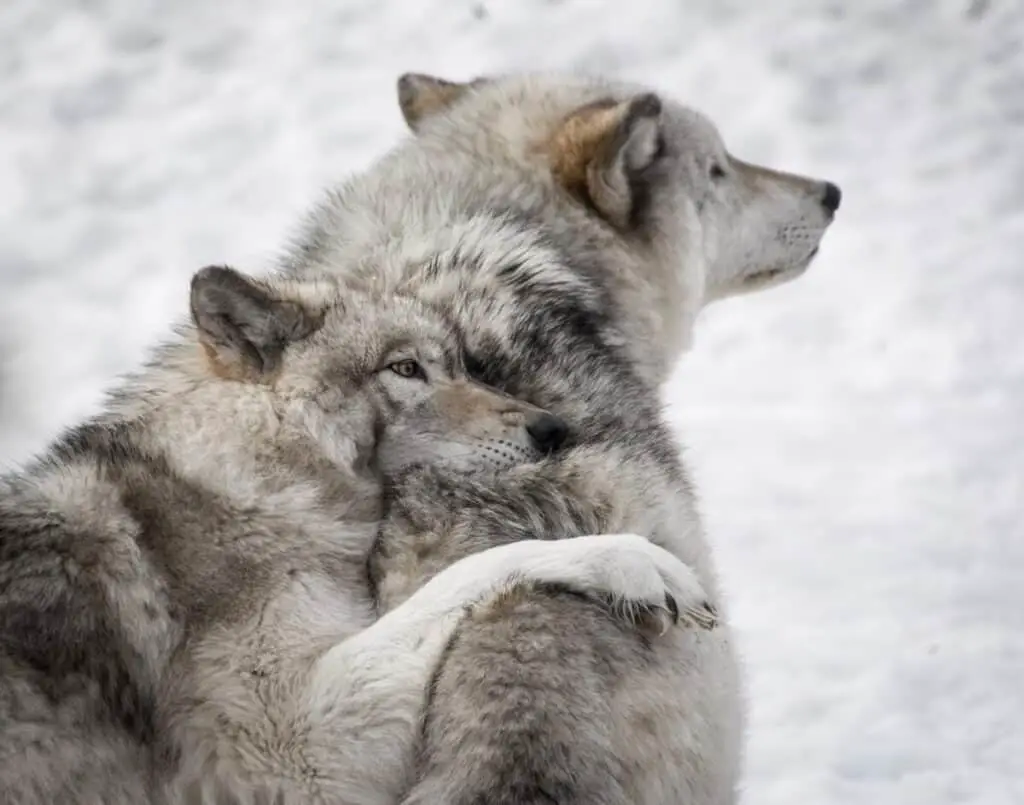 Photo of wolves hugging