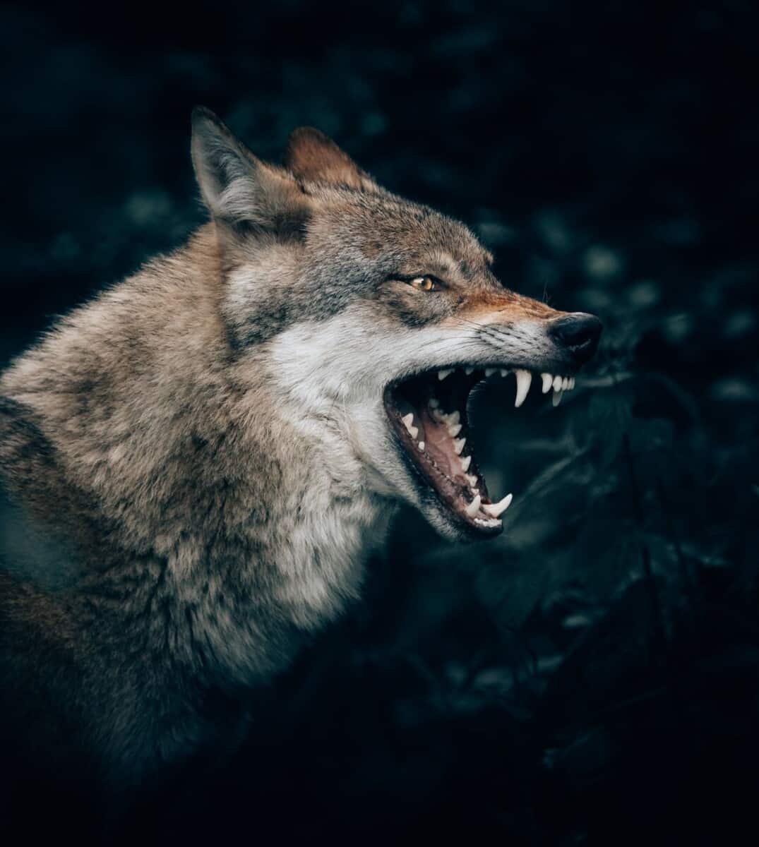 wolf showing teeth