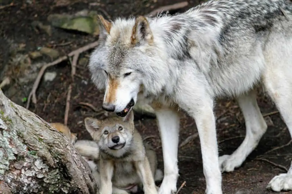 Photo of wolf pup and mother