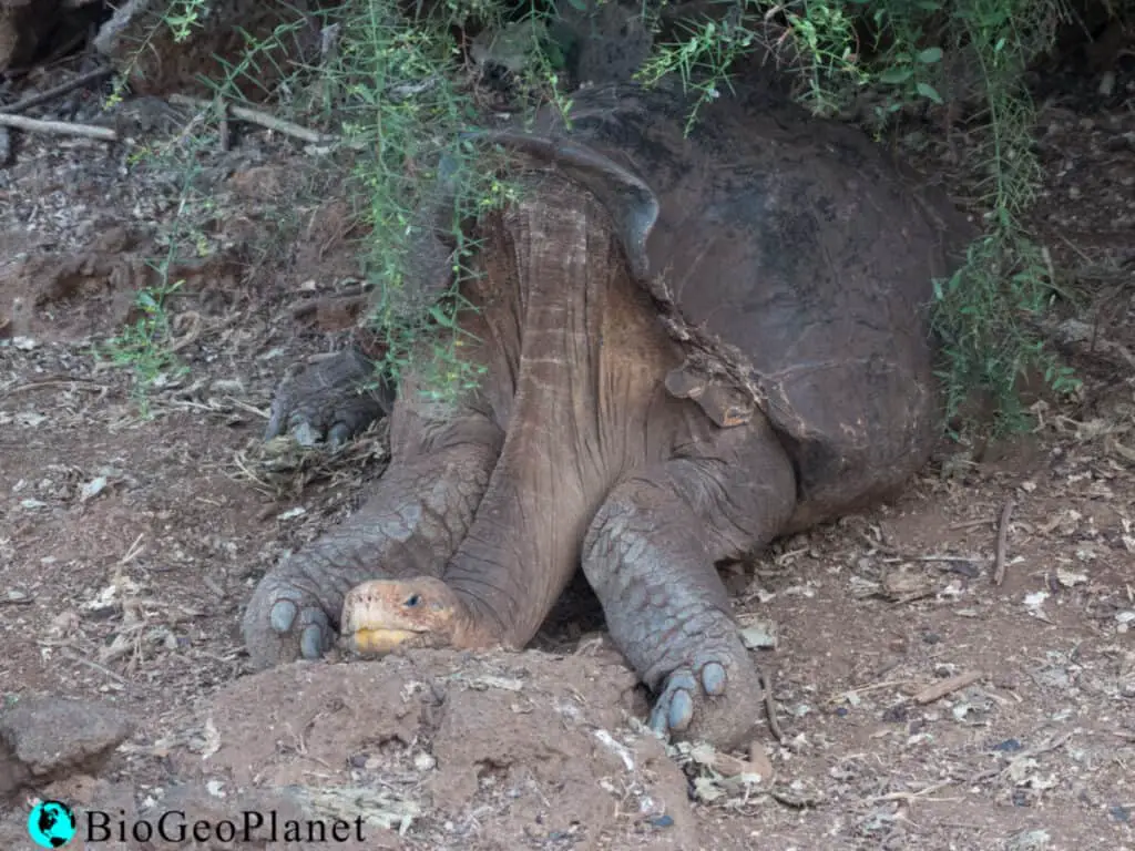 Photo of Galapagos tortoise with saddle-backed shell