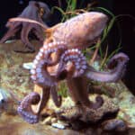 Photo showing octopus