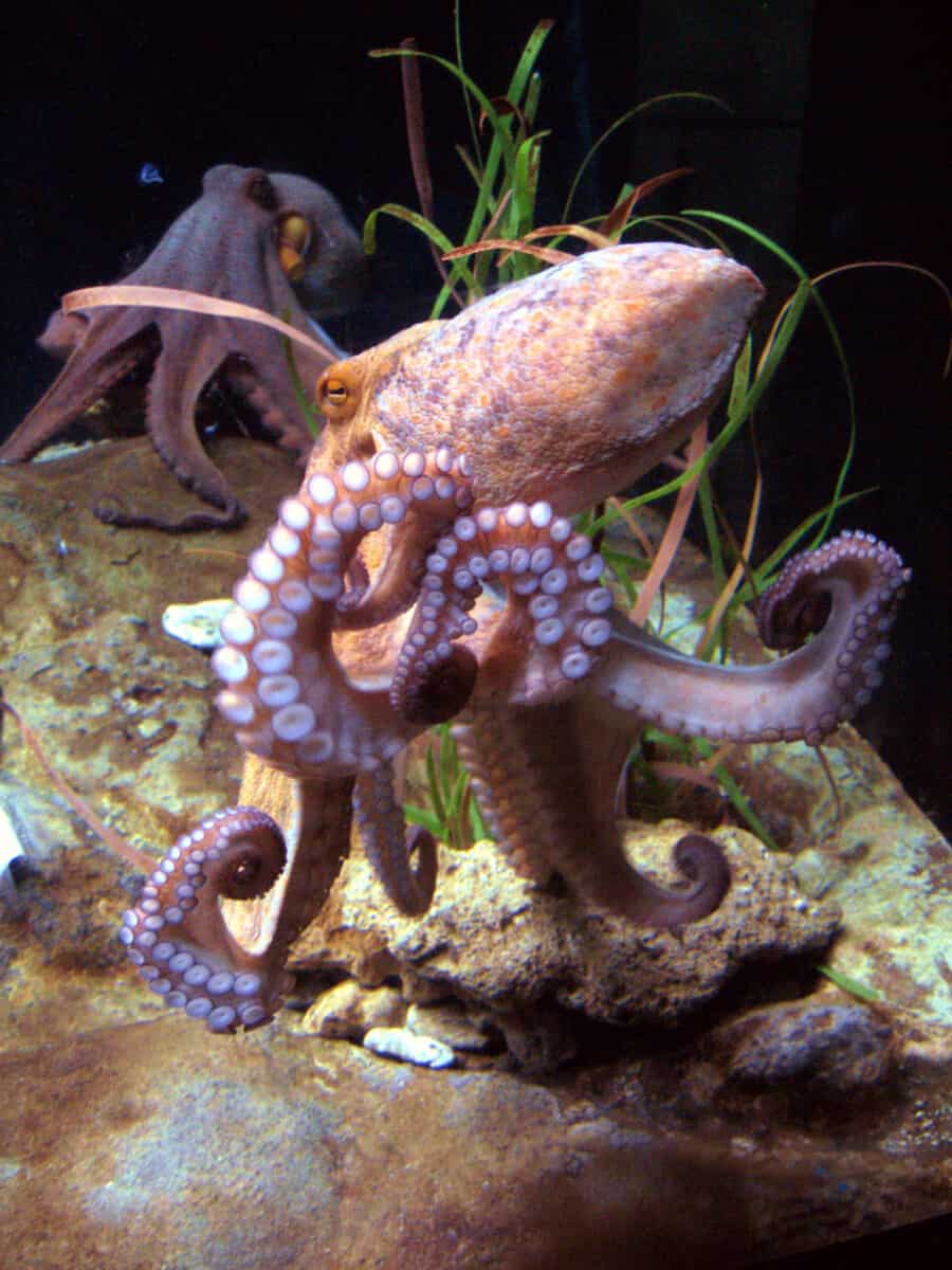 Photo showing octopus