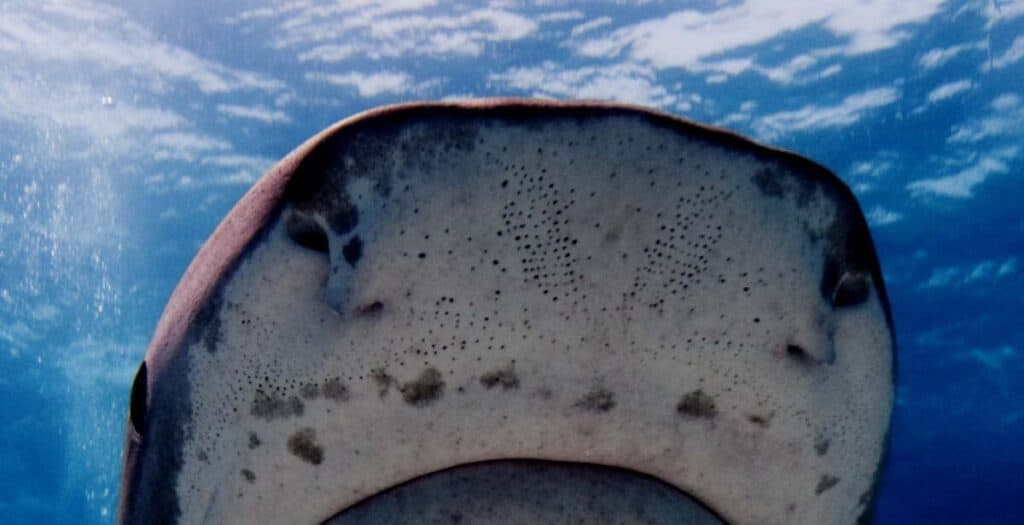 Photo of tiger shark showing Lorenzini pores on snout