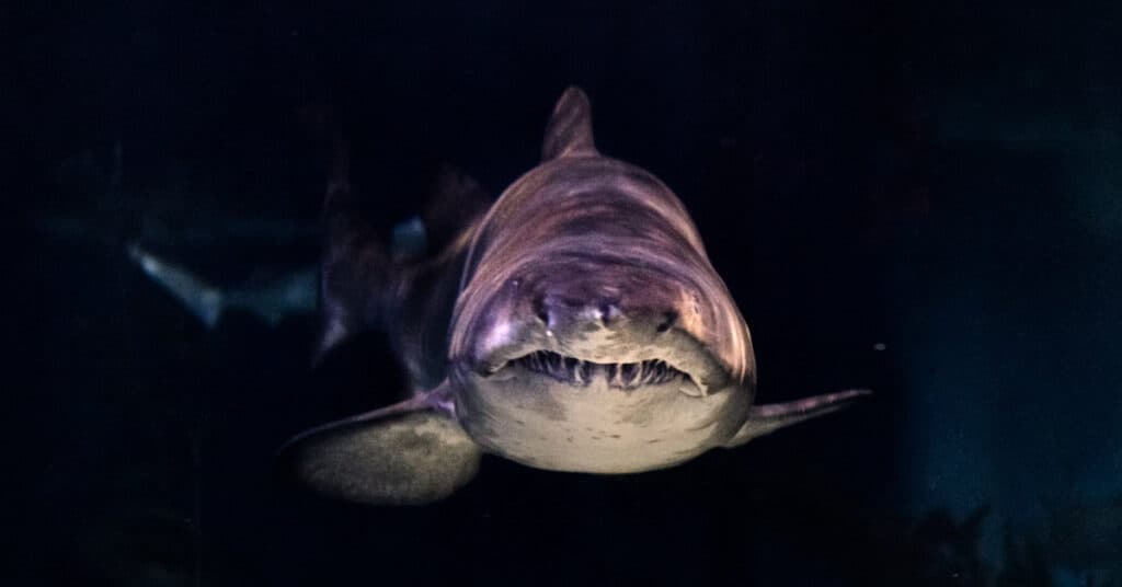 Photo of shark swimming towards camera