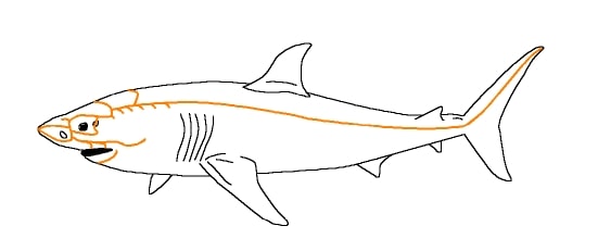Diagram showing lateral line system of a shark