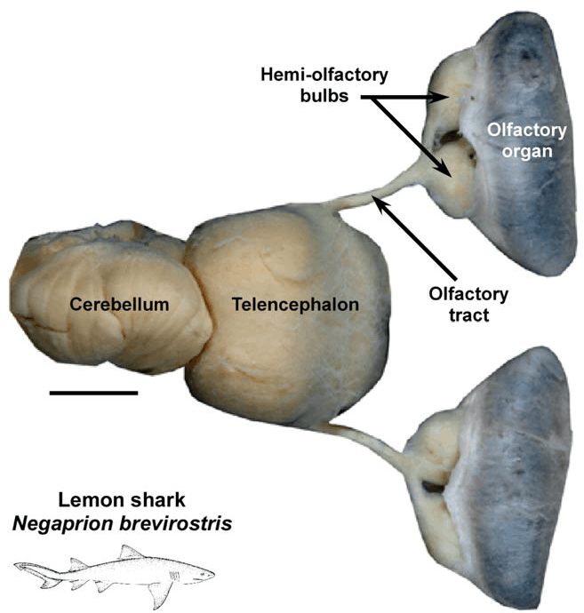 Illustration of olfactory lobes of shark