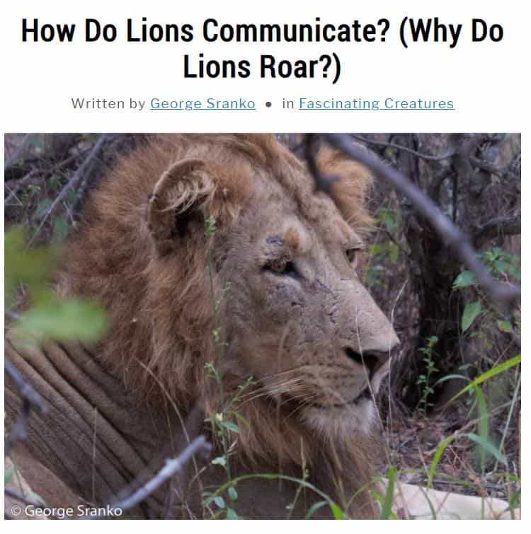 Image of article about lion communication