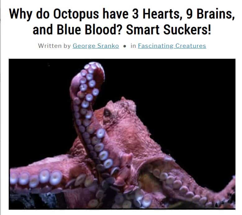 Image of article about octopus hearts and brains