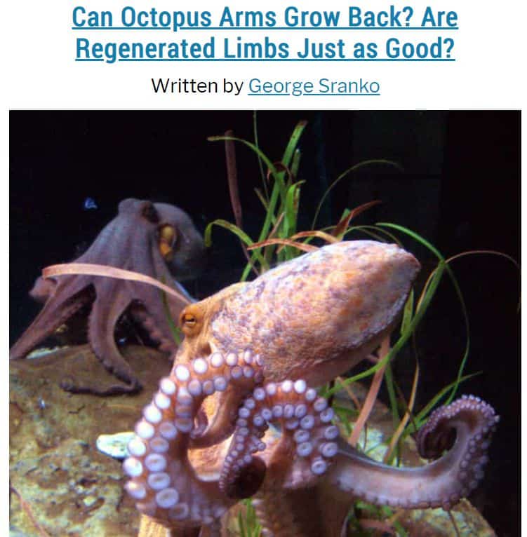 Image of post explaining how octopuses regenerate lost arms
