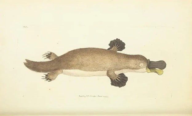 Drawing of platypus