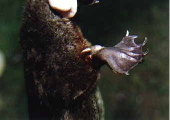 photo of male platypus spur