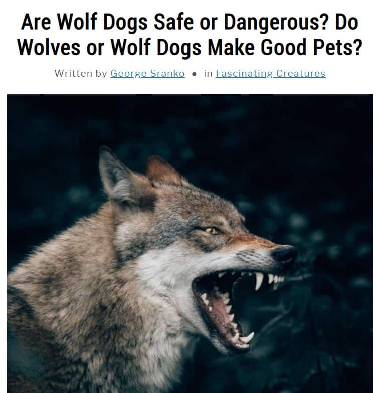 Image of article about wolves and wolf dogs