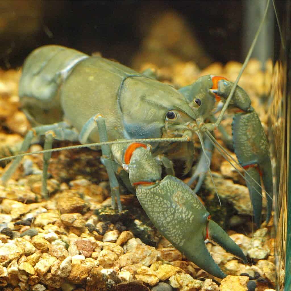 Photo of Australian yabby or crayfish