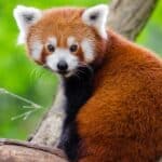 photo of red panda