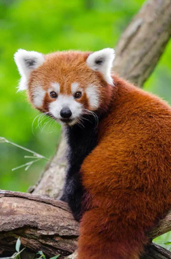 What do Red Pandas Eat? Is the False Thumb Used for Feeding? – Animals FYI