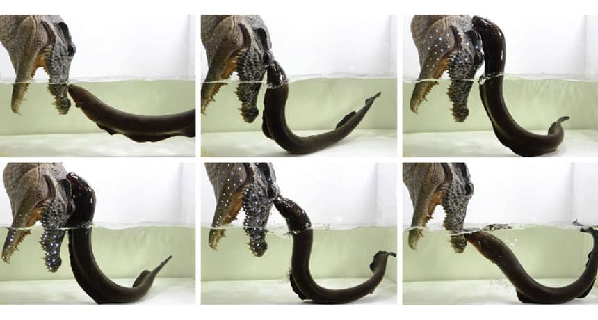 Electric eel attacking fake caiman in laboratory