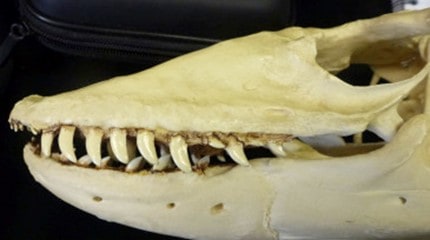 Photo of Komodo dragon skull