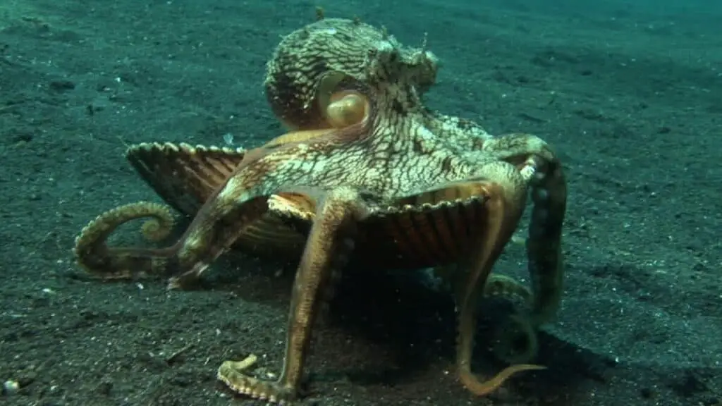 Octopus carrying clam shells for safety as a place to hide