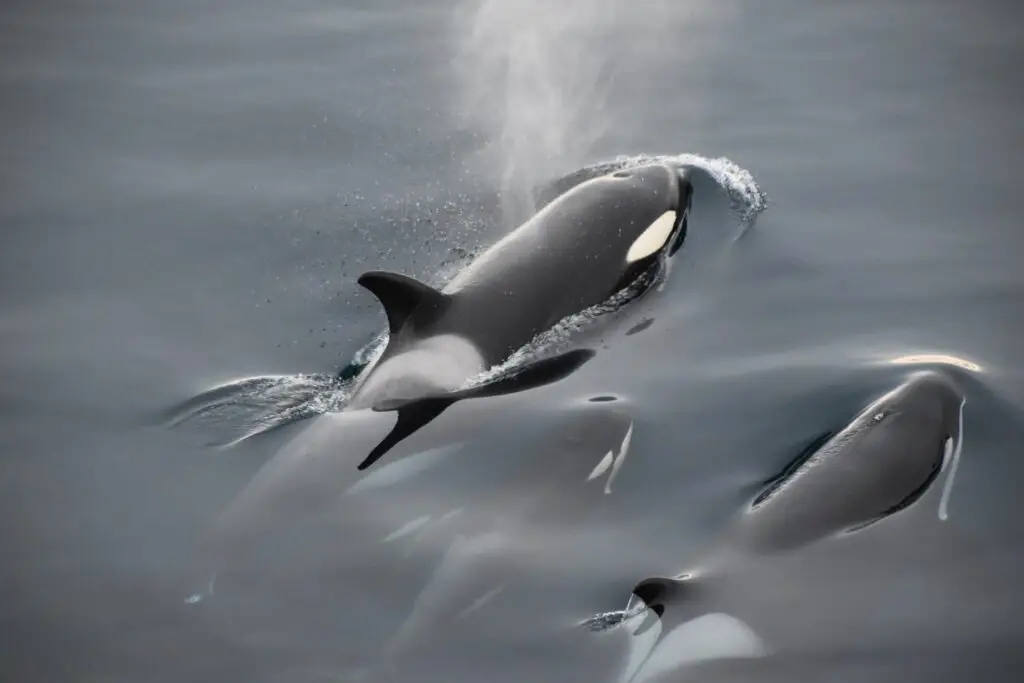 Photo of Orca whales