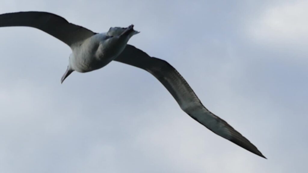 Photo of Royal Albatross soaring by G. Sranko