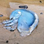 Jellyfish washed up on beach
